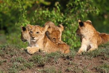 Three cute baby lions on a small hill, looking at the camera with curiosity