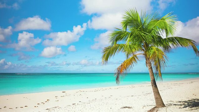 Beautiful sandy beach with palm tree and turquoise sea on Jamaica Paradise Island. Landscape of the sea coast. Summer vacation background - sunny tropical paradise beach with white sand.