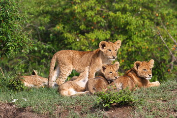 Naklejka na ściany i meble Three cute baby lions on a small hill, looking at the camera with curiosity