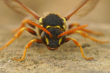 Facial close up view of Gooden's Nomad bee , Nomada goodeniana, a wasp mimic cleptoparasite bee