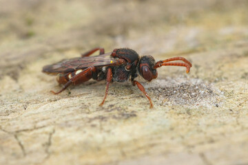 Macro shot of female bear-clawed Nomad bee, Nomada alboguttata on a weathered wooden surface