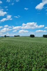 A picturesque green rural field on a sunny summer day.