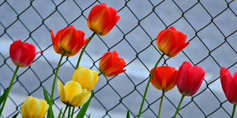 Piękne różnokolorowe tulipany klasycznych odmian, rosnący przy siatce. Płytka głębia ostrości    - obrazy, fototapety, plakaty