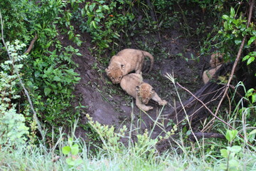Two tiny newborn lion cubs, covered with dirt and hiding in a durty den