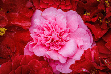 Fototapety na wymiar - Fototapeta24.pl