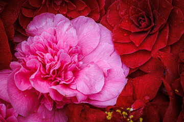 Fototapety na wymiar - Fototapeta24.pl