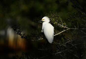 White Egret