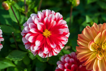 Red white flower of Dahlia pinnata plant with green blurred background.