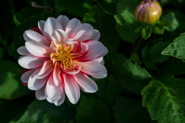 Fototapeta premium Red white flower of Dahlia pinnata plant with green blurred background.