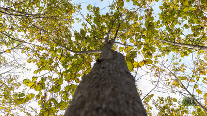 Teak forests to the environment . Teak leaf on tree low angle view . Forest Teak tree agricultural...