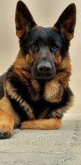 german shepherd showing off his natural beauty, impeccable posture