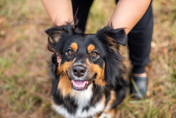 Australian Shepherd Tri Color Aussie outside at a park. Dog being petted by owner, close up of a happy dog and hands.
