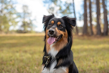 Fototapeta premium Australian Shepherd Tri Color Aussie outside at a park. 
