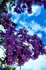 blue jacaranda species tree, very beautiful