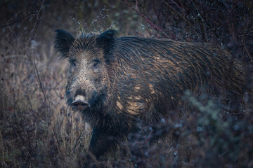 Wild boar, also wild pig, Sus scrofa