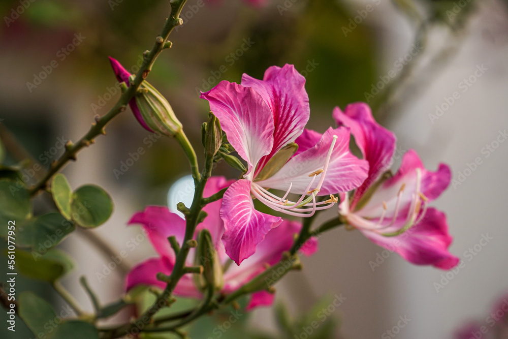 Poster pink magnolia flower