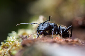 Carpenter ant, Camponotus vagus
