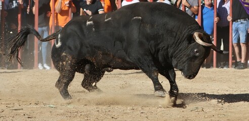 bull in the bullring in spain	