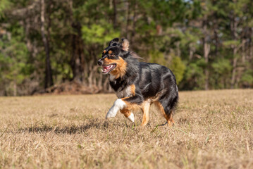 Australian Shepherd Tri Color Aussie outside at a park. Dog running outside
