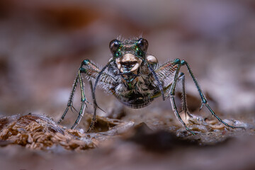 Beetle (Cicindela silvicola)