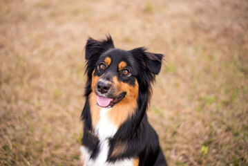 Australian Shepherd Tri Color Aussie outside at a park. 