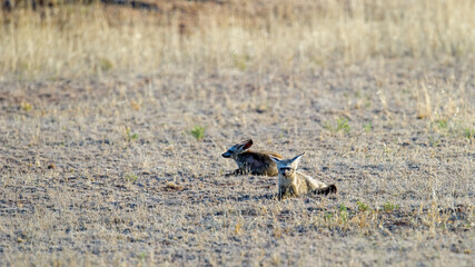  Bat-eared fox (Otocyon megalotis) Kgalagadi Transfrontier Park, South Africa