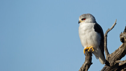 Black-shouldered Kite (Elanus caeruleus) Kgalagadi Transfrontier Park, South Africa