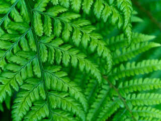 Beautiful leaves of a fern. Dense foliage, macro. Green fern plant in close up