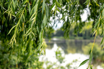 Fototapeta na wymiar Willow branches with green leaves hang by the river. Willow near the pond