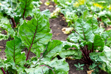 Green leaves of table beet on the bed. Cultivation of table beets