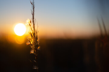 Sunset and common reed - obrazy, fototapety, plakaty