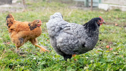 Purebred gray and brown chicken in the garden on the grass. Breeding chickens on the farm