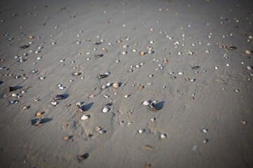 Muscheln im Sand am Meer