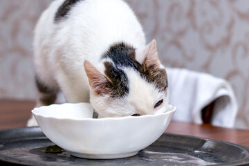 A cute white spotted cat is sneakily eating something from a plate in the kitchen on the table
