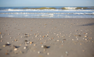 Muscheln im Sand am Meer