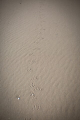 Vogelspuren im Sand am Meer