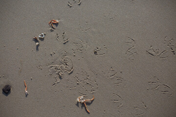Muscheln und Krabben am Strand