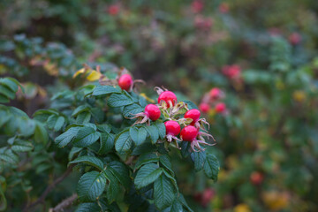 Hagebutten am Strauch