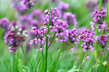 Fototapeta premium Blooming purple plant Allium