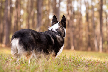 Welsh Corgi Dog a small herding dog at a park. Black and White Corgi looking into distance, shot from behind. 