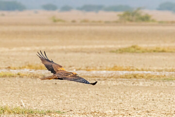 A flying marsh harrier
