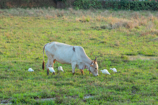 Cattle egrets eating insects while Cow grazes in the field.