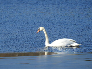 A beautiful mute swan swimming in the waters of the Edwin B. Forsythe National Wildlife Refuge, during the winter season, Galloway, New Jersey.