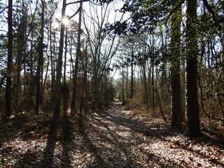 Sunshine peeking through the woodland forest while hiking the Jen's Trail at Edwin B. Forsythe National Wildlife Refuge, Galloway, New Jersey. - obrazy, fototapety, plakaty