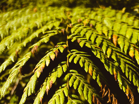 Helecho, geometria de las plantas, fractales