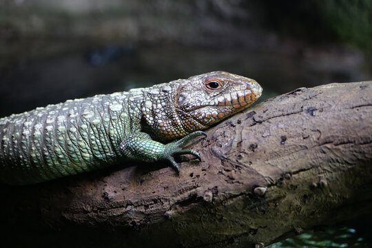 A Frilled Lizard sitting on a log.