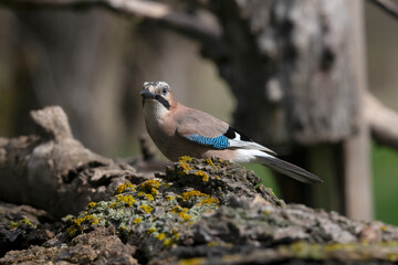 Common Jay by pool in Hungary.