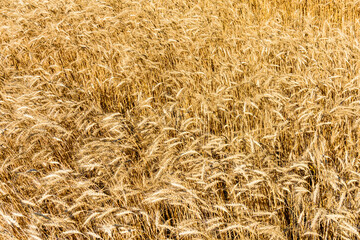 Backdrop of ripe wheat. Agricultural concept