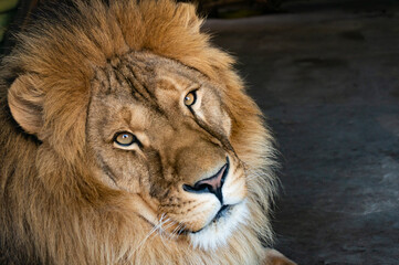 Head portret of African lion close-up