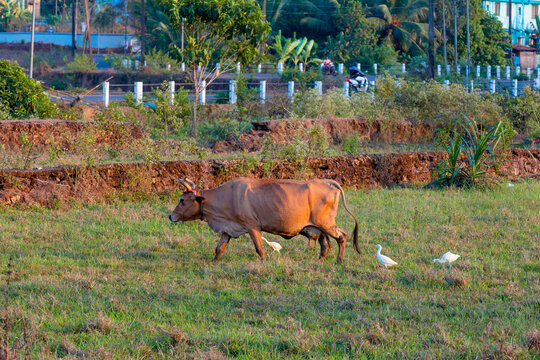 Cattle egrets eating insects while Cow grazes in the field.